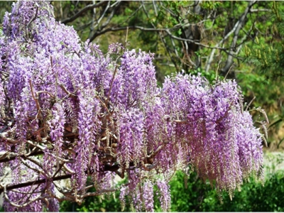 紫藤花栽院子里好嗎？