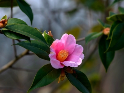 秋冬開花的草本花卉