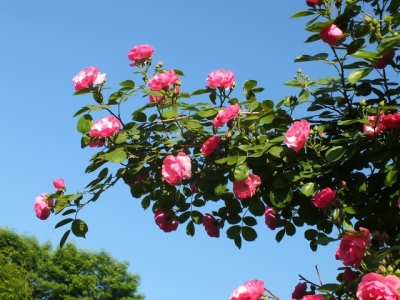 四季開花的草本花卉