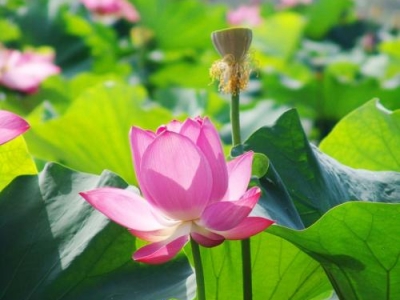 夏天開花的草本花