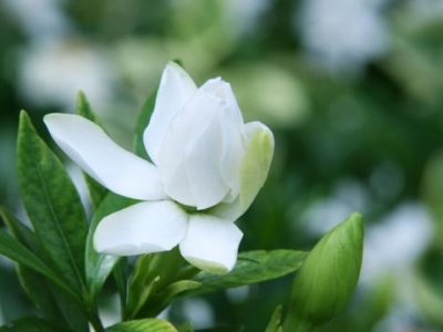 草本植物開白花