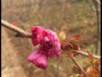 櫻花七八月份栽種