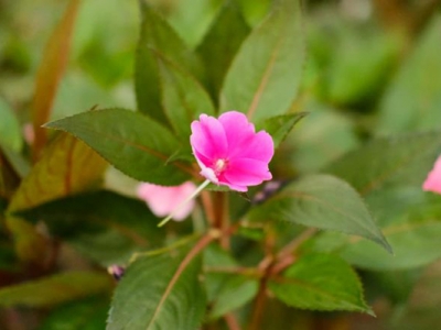 鳳仙花有幾種類型？