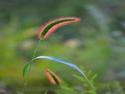 狗尾巴草有紫色的嗎？