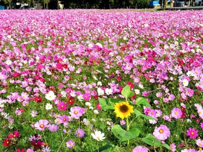 格桑花在內地能不能長？