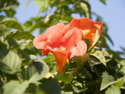 凌霄花產地是哪里