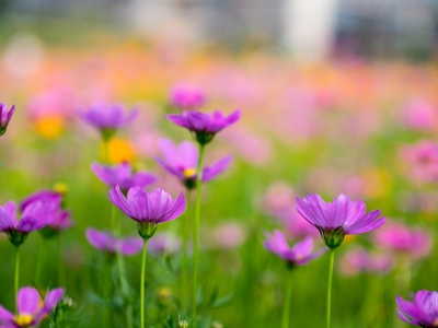 格桑花海在哪里幾月份開