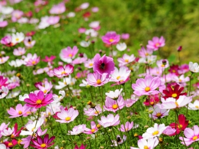 格桑花原產地在哪里