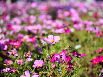 格桑花產地在哪里