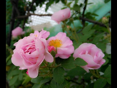 在哪里可以買薔薇花苗，買回去后如何種植