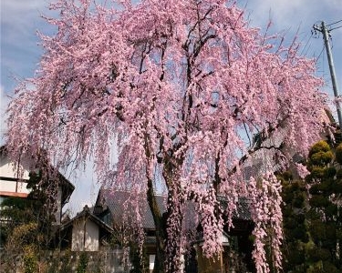 垂枝櫻花哪里買