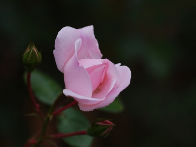 薔薇花產地在哪里