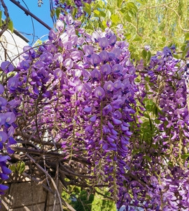 哪里能買到長花紫藤樹