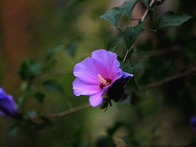 木槿花可以長多高