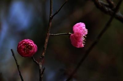 梅花樹一般有多高