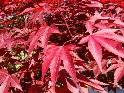 日本紅楓哪個品種最紅？