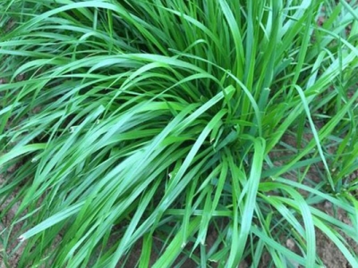 黑麥草幾年生植物？