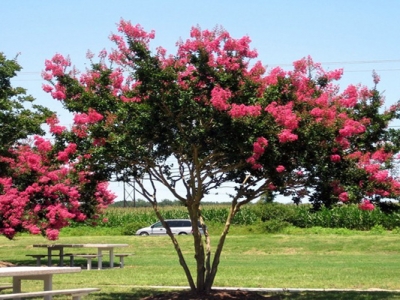 紅花紫薇6月份還可以種么？