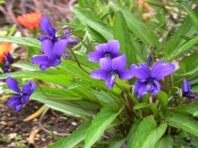 開紫色花的多年生草本花卉有哪些？