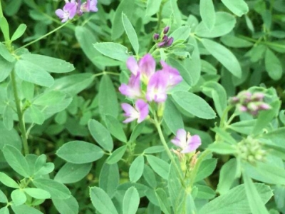 基本農田可以種植牧草