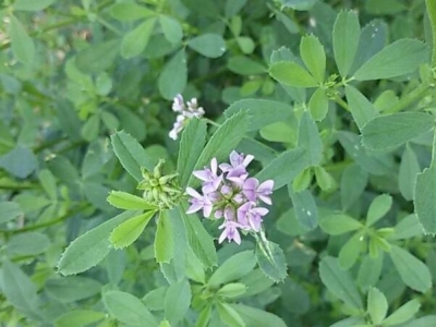 基本農田種植牧草算拋荒