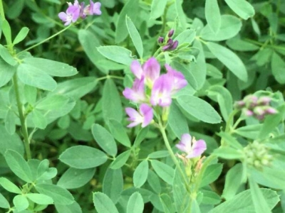 各種牧草是否6月份也能種植