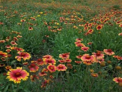 宿根天人菊種子夏季能種嗎？