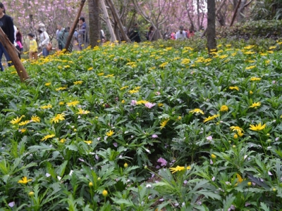 東北可種的草本植物有什么？