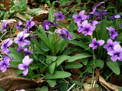 紫花地丁一平方種植幾株？