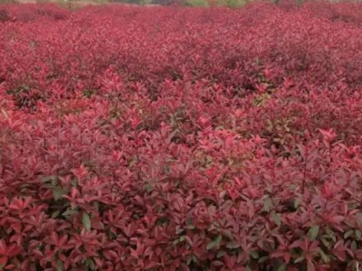 紅葉石楠一平方種多少棵苗