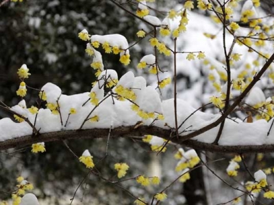 臘梅夏天能開花嗎？