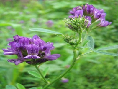 沙打旺開花嗎？