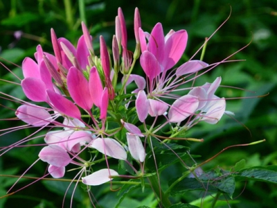 醉蝶花白天還開花嗎？