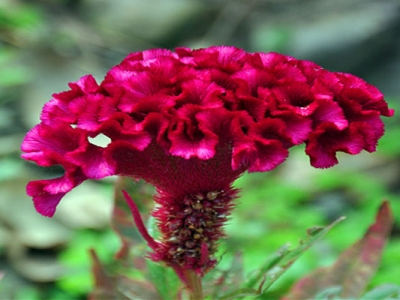 鳳尾雞冠花第二年可以自己發芽嗎？