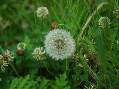 野花組合能開花多久？