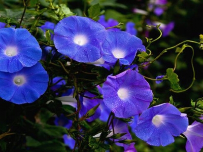 公園中開藍色花的草花有哪些？