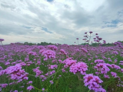 馬鞭草從種下去到開花得多久？