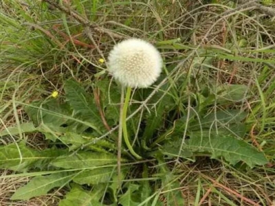 夏天開白花的草花是哪些？