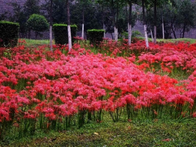 長在池塘邊的花草有什么？