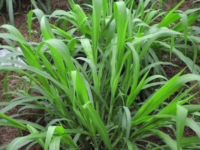 適合在陡坡種植的花草有哪些？