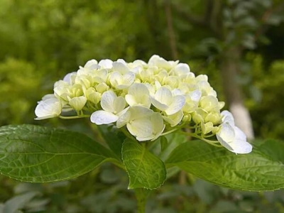 八仙繡球花今年發的新枝明年會開花嗎