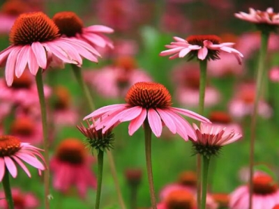 松果菊五月種了當年還開花嗎