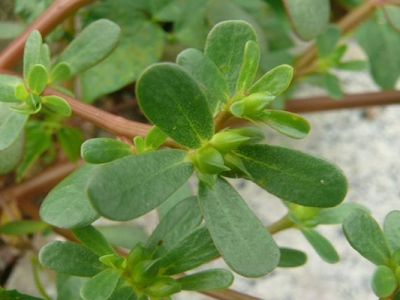 馬齒莧種子可以用水泡幫助發芽嗎？