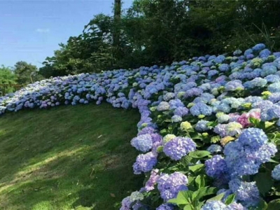 藍紫色的繡球花叫什么？