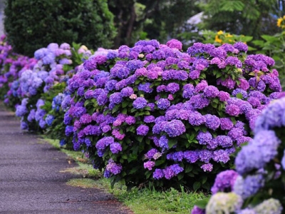 福建6,7月份種什么紅色的花？