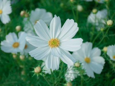 野花組合種子幾天能開花？