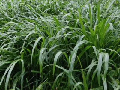 黑麥草幾月份發芽