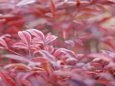 紅天竹還結果實么什么時間開花？