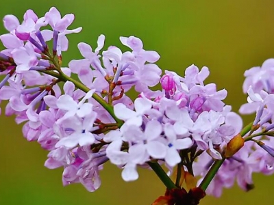 香料丁香和丁香花是一個東西嗎