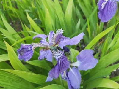 鳶尾是宿根花卉還是球根花卉